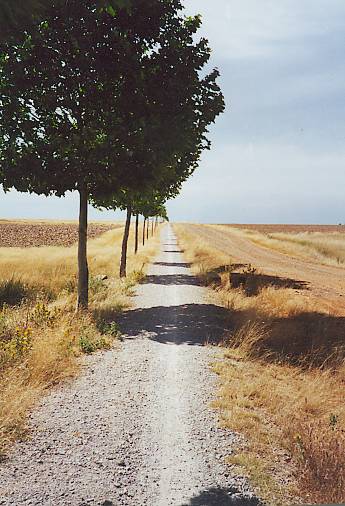 The Camino between Sahagun & Mansilla de las Mulas.